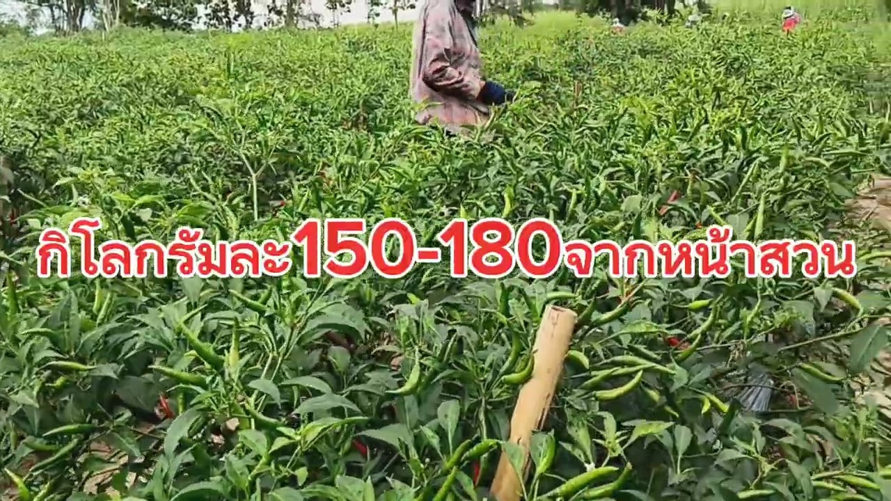 ปุ๋ยที่ถูกกับพริกและเหมาะกับดินบ้านเราที่สุด