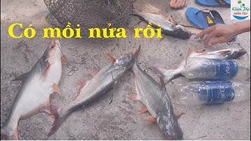 232 | Thả câu cá tra bằng chai nhựa về nấu cháo | Fishing