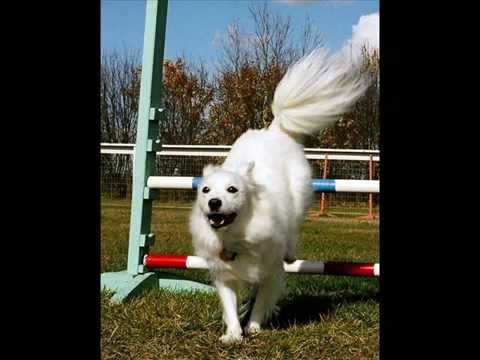 Casper Loves Agility