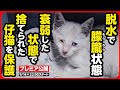【子猫 保護】ここはどこ...?突然捨てられ、元気がない子猫を緊急保護しました