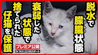 【子猫 保護】ここはどこ...突然捨てられ、元気がない子猫を緊急保護しました