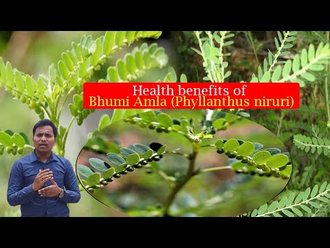 Health Benefits of Bhumi amalaki