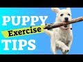 Puppy Exercise - Tips to Tire Out a Puppy