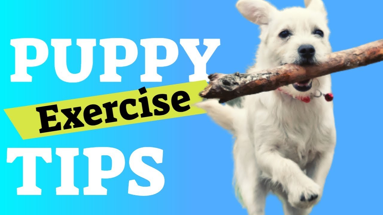 Puppy Exercise - Tips To Tire Out A Puppy
