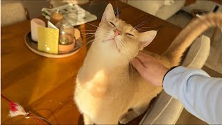 Happy lad kindly meows for a kiss by Archie The Cat & Friends 57,951 views 5 months ago 38 seconds