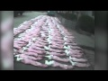 Des lapins dpecs vivants dans lindustrie chinoise de la fourrure