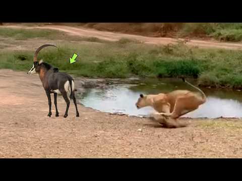 A LEOA PAGOU O PREÇO QUANDO ATACOU ESSE ANTILOPE