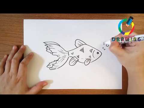 Vidéo: Comment Dessiner Un Poisson Avec Un Crayon Progressivement ?
