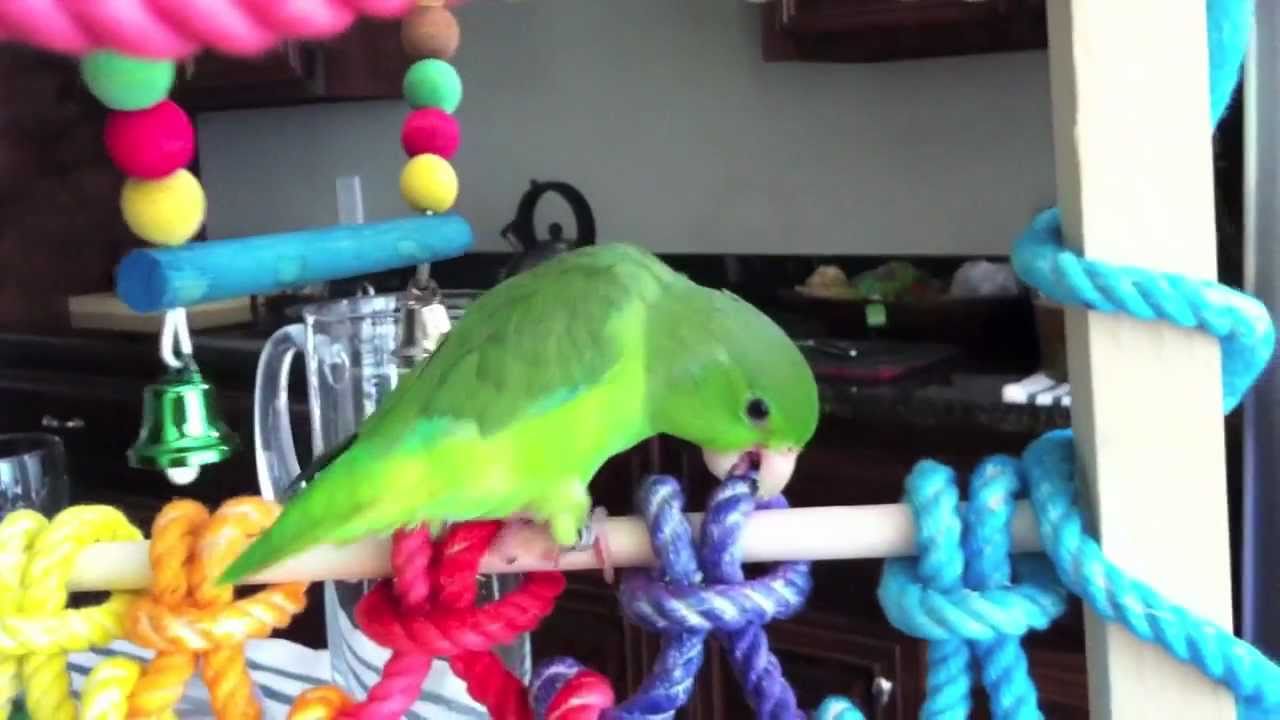 Fig the Parrotlet Playing on his Homemade Bird Gym YouTube