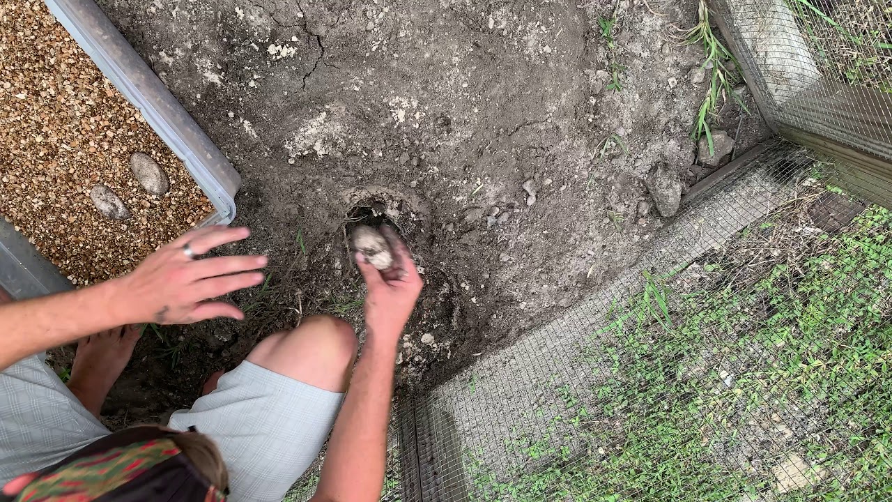 leopard print 2019 Rhino Iguana Eggs