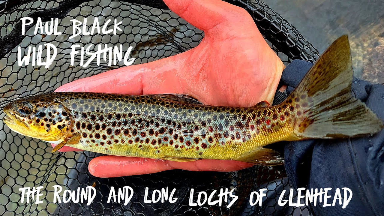 Golden Butter Bellied WILD brown trout on the fly in the Round and Long Lochs of Glenhead