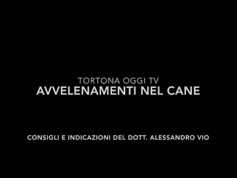Video: Come Trattare L'avvelenamento Del Cane