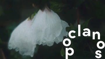 [MV] 겸 (GYE0M) - 단춘 (Scarlet youth) / Official Music Video