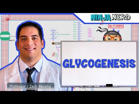 Video: Kdaj bi prišlo do glikogeneze?