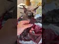 :Коричневый #961302898Красный #768301135Черный #303745063 #ozon #wildberries #wb #aliexpress
