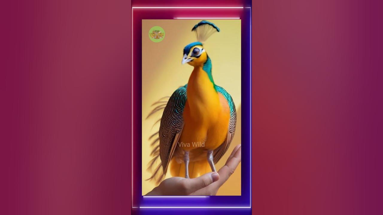 Enchanting Bird Song   Symphony in the Wild