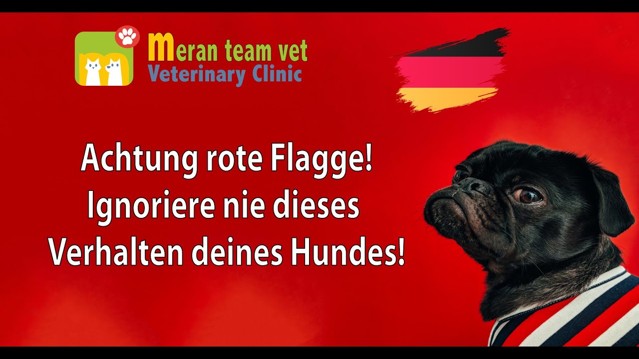 34 -  Achtung rote flagge! Ignoriere nie dieses verhalten deines hundes!
