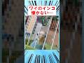 【悲報】ワイのインコ、懐かない… #shorts #2ch #インコ