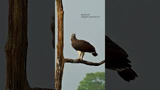 Grey Headed Fish Eagle