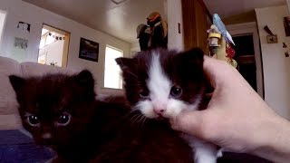 Daily Kitty Kare screenshot 3