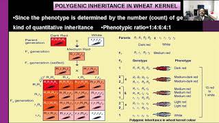 Famous BWA | POLYGENIC INHERITANCE IN WHEAT KERNEL Eng Wealth