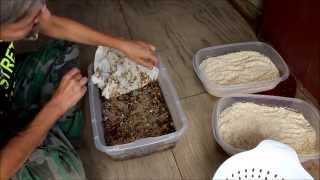 Raising Meal Worms for the Preppers Retreat