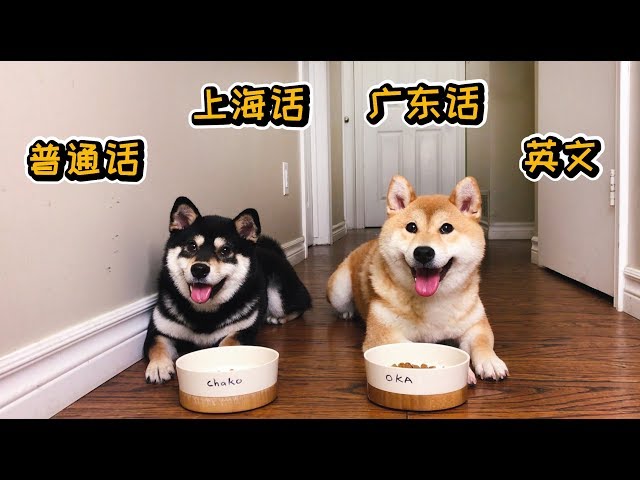 柴犬有多聰明？用4種語系溝通，狗狗能聽懂嗎？普通話、廣東話、上海話和英文