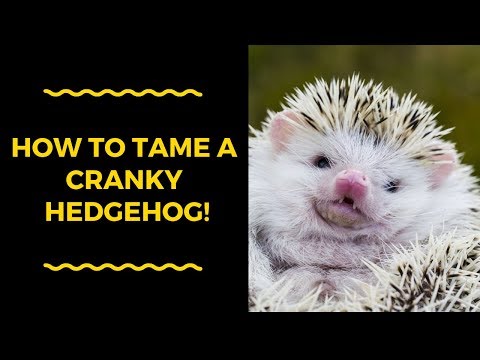 Comment dompter un Cranky Hedgehog!