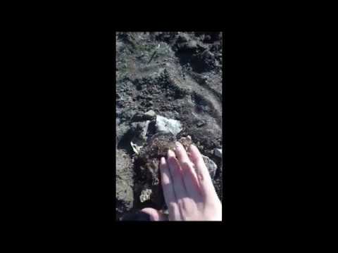 Засохший сквер Северный