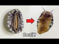 Why is abalone called a sea snail  abalone dissection