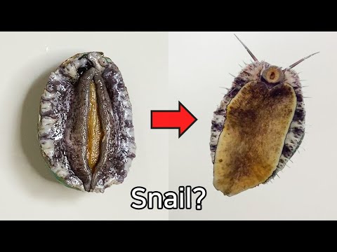 Why Is Abalone Called A Sea Snail? - Abalone Dissection