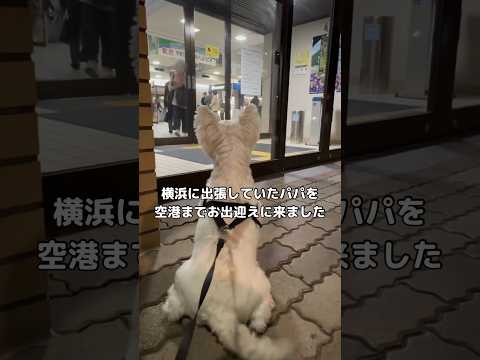 日帰り出張で空港に最終便で帰ってきたパパを全力でお出迎えするわんこ #ウェスティ #ウエストハイランドホワイトテリア #shorts
