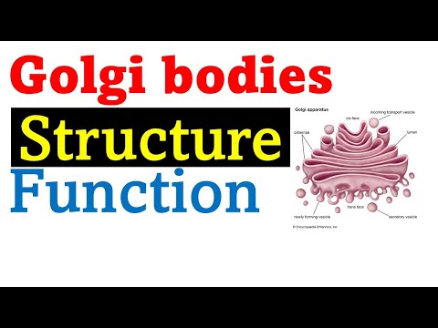 Golgi bodies structure and function