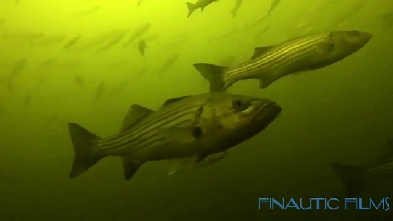 Winter Stripers 2016