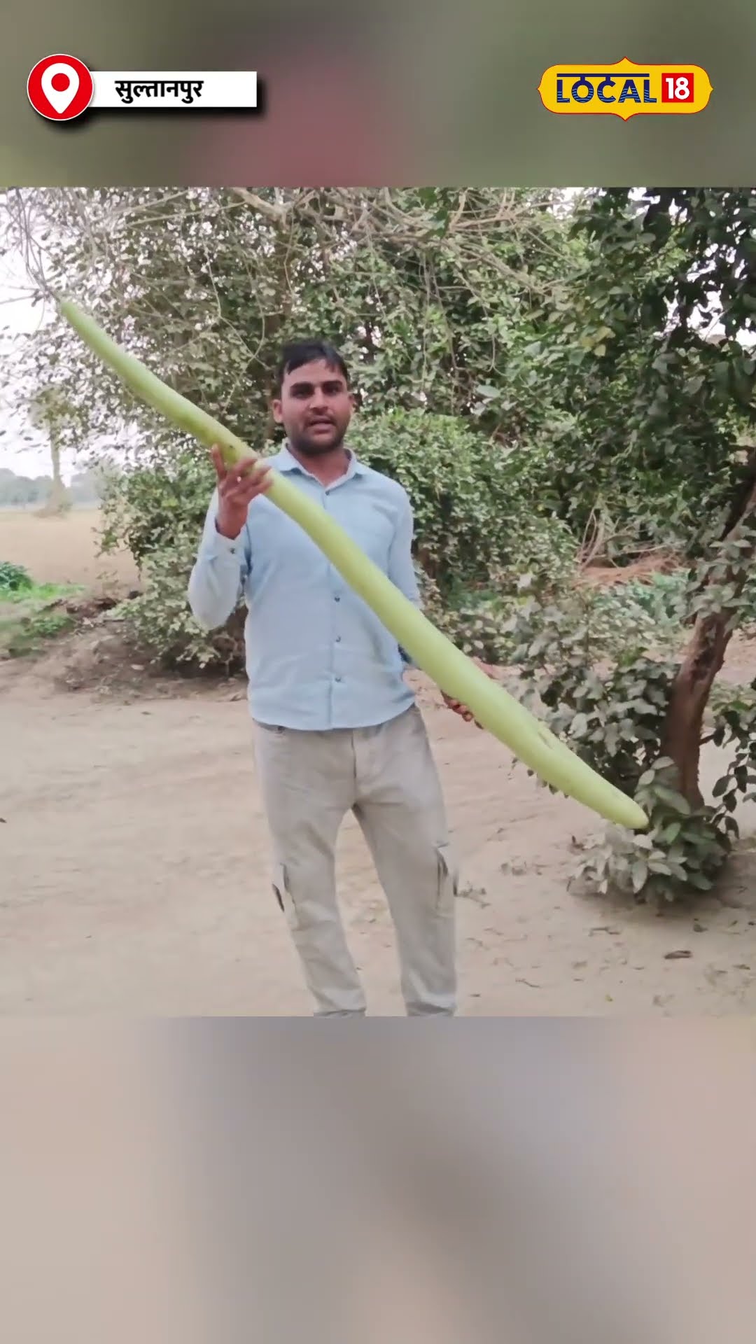 Sultanpur में Kisan ने 6 फुट लंबी Lauki उगा कर कृषि में नया रचा इतिहास! #local18shorts