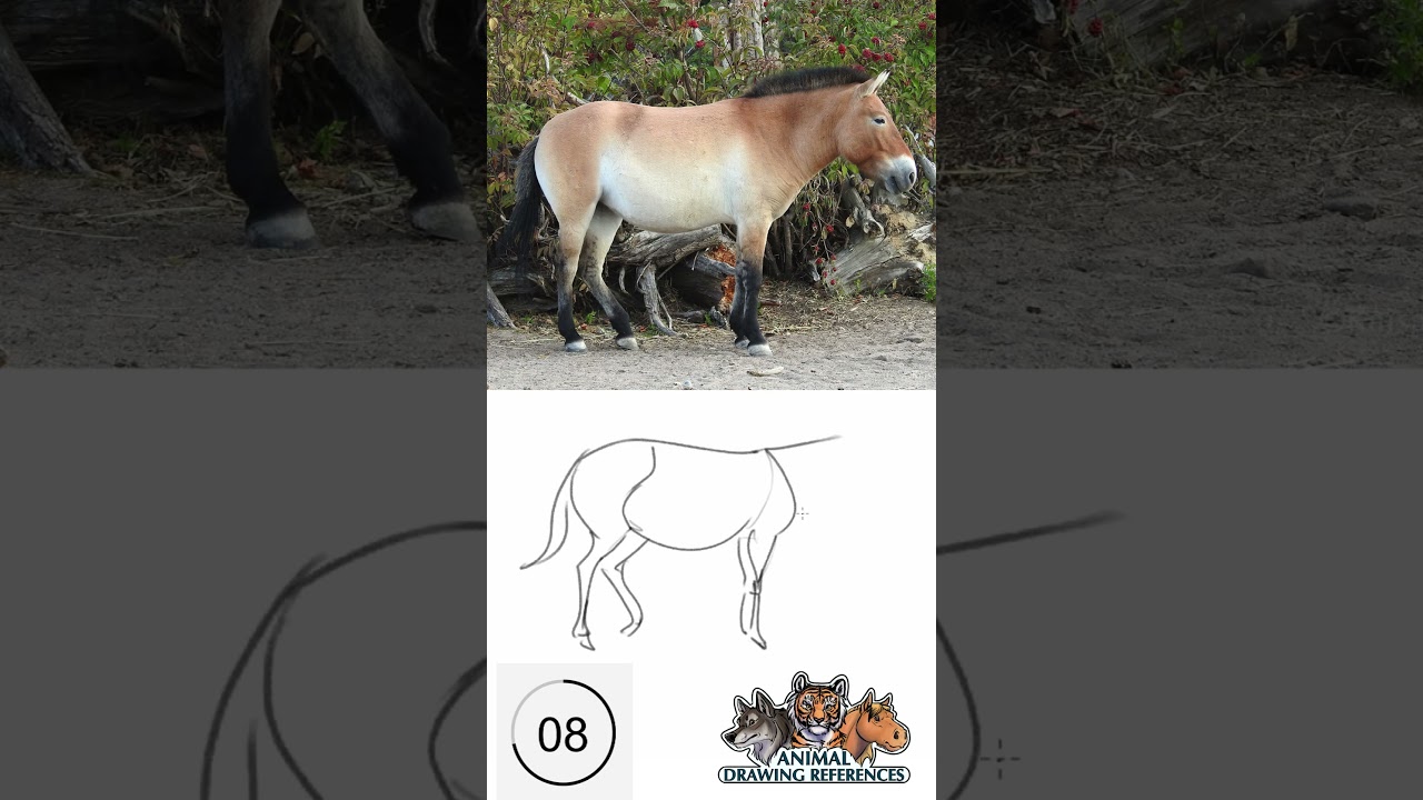Let's draw animals in 30 seconds! #drawing #gesturedrawing #animaldrawingreferences #animaldrawing
