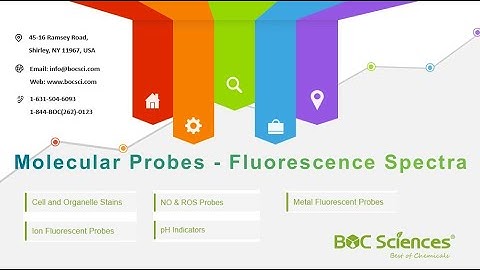 Molecular Probes: Illuminating Cellular Biology – What Are Molecular Probes? – BOC Sciences