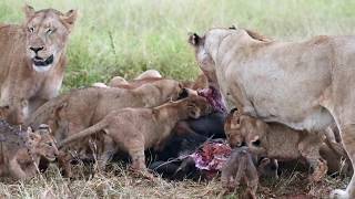 Lions on a gnu kill. KRUGER SUNSET LODGE I SAFARI HIGHLIGHTS #38