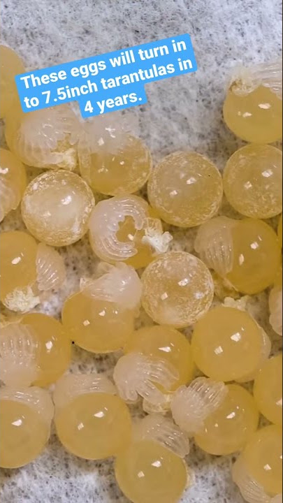 Tarantula eggs Timelapse