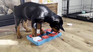 Puppy with his puzzle toy |104