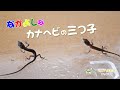 なかよしなカナヘビの三つ子が生まれました!