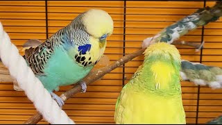 7 hours of budgie sounds