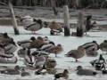 view Ducks at an icy pond digital asset number 1