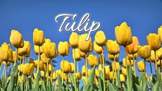 Tulips Photography_Tulips Images_Tulips Pictures_Wallpaper┃Tulips Flower Gallery 2018 (79 photo)