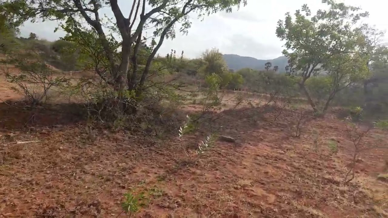 திண்டுக்கல்மாவட்டம்ஒட்டன்சத்திரம்5ஏக்கர்தர்சுநிலம்தாரோடு அருகில்ஏக்கரின்விலை15லட்சம் 9524672540