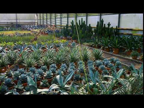 Video: American Agave (17 Mga Larawan): Paglalarawan, Mga Tampok Ng Pagtatanim At Pangangalaga Sa Bahay At Sa Natural Na Mga Kondisyon