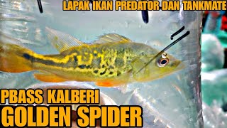 CUMA ADA DILAPAK INI !!! UPDATE HARGA IKAN PREDATOR DAN TANKMATE DI JATINEGARA TERBARU