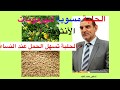 الدكتور محمد الفايد يحذرمن شرب ماء الحلبة وينصح بأكلها حبات كاملة والسبب شاهد الفيديو