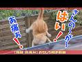 【復習編 その3】帰ってきた「俺、猫。」覚えていますか?「さんの~が~はい!」爆笑アテレコ