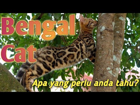 Video: Baka Kucing: Bengal